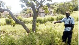 Jamaican farm worker wins compensation case